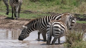 Zebra Herd, Waterhole. Stable and professional Footage in 4 K. Serengeti, Tanzania, Africa