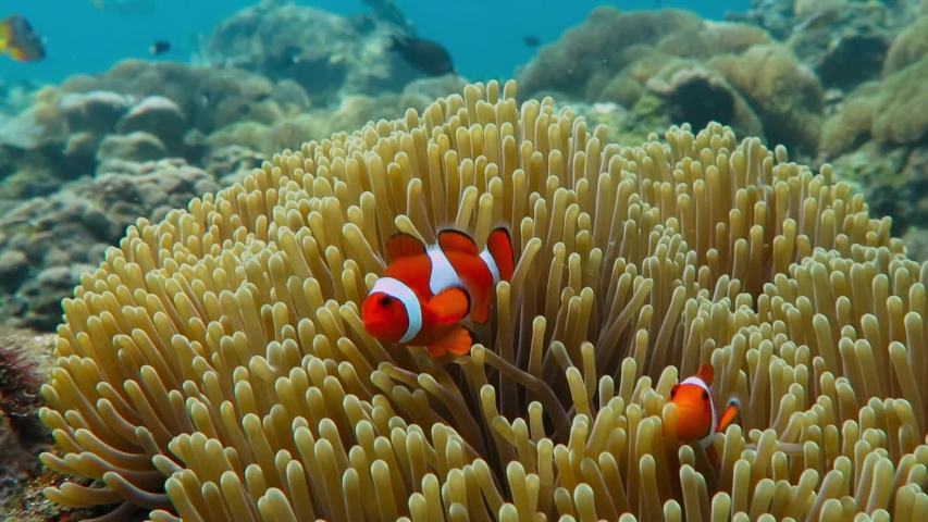 Pair of swimming clownfish in the anemone, colorful healthy coral reef. Couple of Anemonefish underwater. Underwater video from scuba diving on reef. Marine life. Nemo, tropical fish and corals. Royalty-Free Stock Footage #1042460791