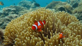 Pair of swimming clownfish in the anemone, colorful healthy coral reef. Couple of Anemonefish underwater. Underwater video from scuba diving on reef. Marine life. Nemo, tropical fish and corals.
