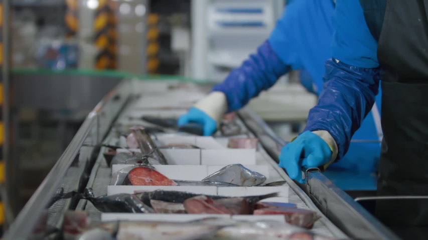 Seafood processing factory preparing fresh fish at modern Fish factory. Fish Farm factory. Cleaning sea fishes with blue protective gloves, knife, handmade, Fish Factory Royalty-Free Stock Footage #1042461151