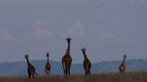 Giraffes, Maasai Giraffes walking away. Evening Serengeti. Stable and professional Footage in 4 K. Serengeti, Tanzania, Africa