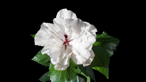 Blooming White Hibiscus Flower Buds Stock Footage Video 100 Royalty Free 1025009012 Shutterstock