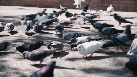 Large group of pigeons walking and bobbing their heads and pecking in town.