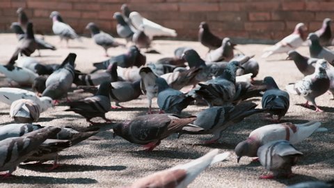 slow motion, Large group of pigeons walking and bobbing their heads and pecking in town.