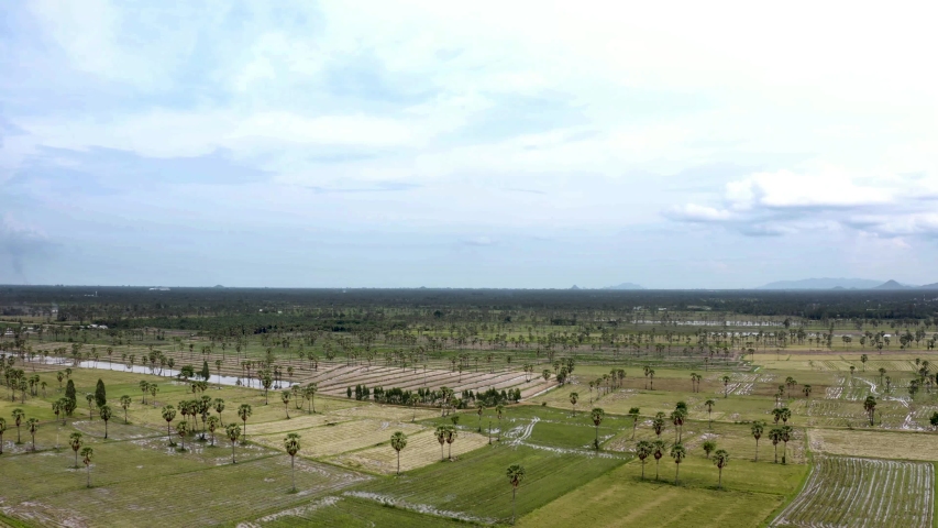 Rice fields and palm trees