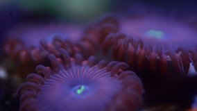 Close up red people eater zoa coral moving, 4k time lapse video.