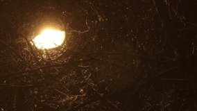 Heavy snowfall falls in the winter park at night against the background of a bright lantern in golden light. Dark vintage background for the inscription and design of the video.