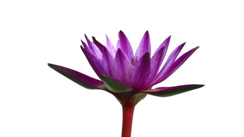 Time lapse opening of a pink water lily flower, from bud to full open, isolated on white background. 4k time lapse video.