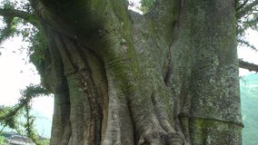 The slow-motion video shows the trunk of a 200-year-old tree