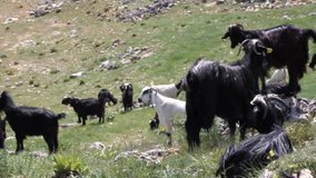 herd of goats spreading in the meadow 