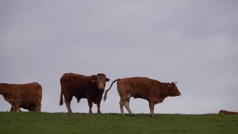 The red cow poops on a hillside on the green grass and a bull stands nearby and looks at the camera