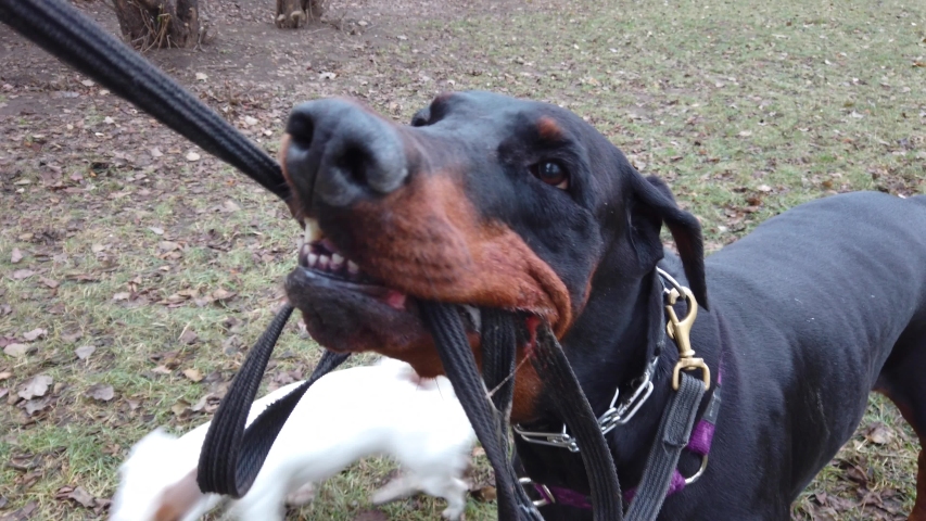 doberman pulling on leash