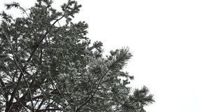 Moving shot of pine tree in snow winter park. Close-up 4k footage of Christmas tree at snowfall. Filmed video of spruce branches in the park