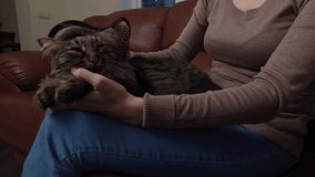 Young woman stroking her cat, close-up 4k video