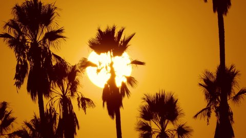 The sun setting behind a row of palm trees in Los Angeles California