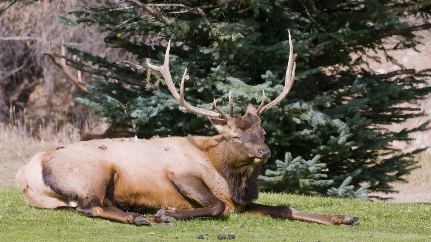 A herd of wild elks grazing on grass