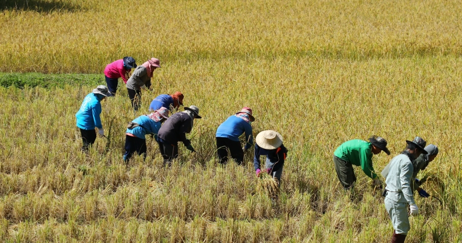 190 Sukhothai farm Stock Video Footage 4K and HD Video Clips