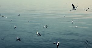 Seagulls floating and flying on the coast of the sea