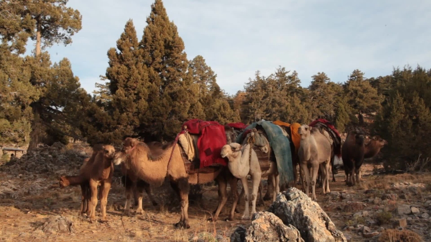 migrating to hot plateaus with camels 