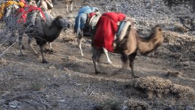 migrating to hot plateaus with camels 