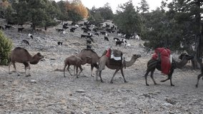 migrating to hot plateaus with camels 