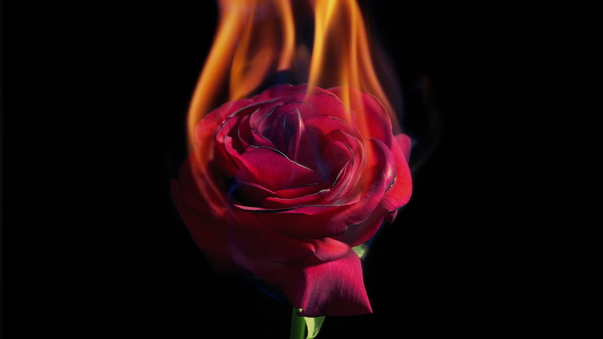 Red Rose Ignites And Burns In Fire | Shutterstock HD Video #1042498615