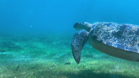 Underwater footage of Huge Green Sea Turtle feeding on seagrass in Nosy Be, Madagascar. Indian Ocean.