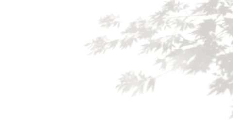 Movement of the shadow of a tree branch on a white background. A living shadow . Black and white image for photo overlay or mockup. 