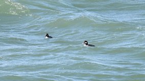 HD video of Ruddy Ducks swimming and diving for food in choppy water in the San Francisco Bay. The ruddy duck is a duck from North America and one of the stiff-tailed ducks.