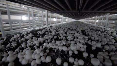 White champignon mushrooms harvest. many champignon mushrooms. Champignon production farm. Shelves rows of beds. Shampion grown mushrooms. Modern agriculture