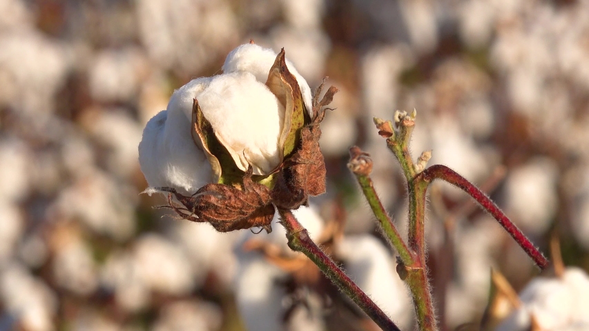MISSISSIPPI - CIRCA 2010s - Extreme close up of cotton growing in a field in the Mississippi River Delta region.