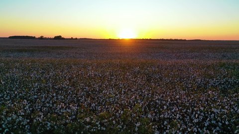 MISSISSIPPI - CIRCA 2010s - Good aerial at sunset of cotton growing in a field in the Mississippi River Delta region.