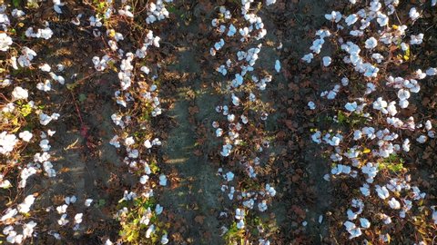 MISSISSIPPI - CIRCA 2010s - Extreme rising straight down aerial over a vast cotton field goes from a single row of plants to a vast and open farm.