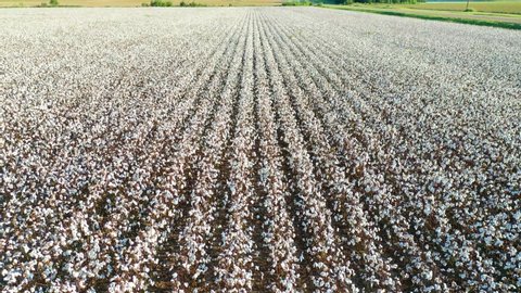 MISSISSIPPI - CIRCA 2010s - Good tilt up aerial of rows of cotton growing in a field in the Mississippi River Delta region.