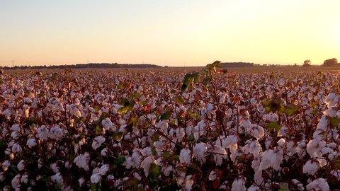 MISSISSIPPI - CIRCA 2010s - Pan across beautiful fields of cotton growing in a Mississippi Delta farm field.