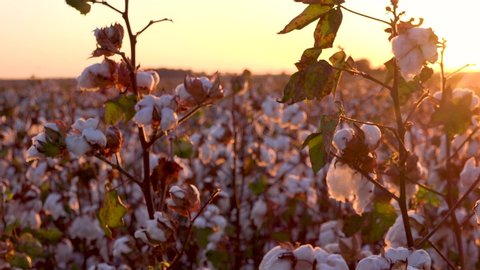 MISSISSIPPI - CIRCA 2010s - Panning extreme close of fields of cotton growing in a Mississippi Delta farm field at sunset.