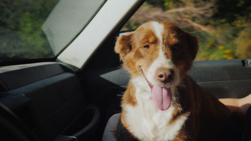 The faithful shepherd dog travels next to the owner in the car | Shutterstock HD Video #1042515910