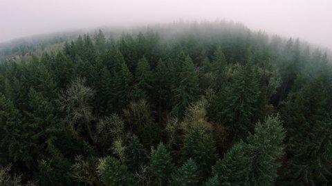 Foggy Sky Aerial Lowering to Dense Forest Trees
