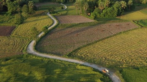 CHAU DOC, AN GIANG, VIETNAM. NOVEMBER, 2019: Top view of rice field with palm tree in mekong delta in harvest season. CHAU DOC, AN GIANG, VIETNAM. 