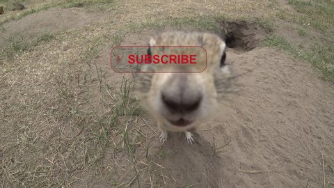 Motion graphics. Ground squirrel touches a subscribe button with its nose. An explosion occurs. The animal winks and runs away. Concept of following in social networks, video channel and broadcasting.