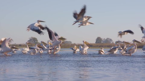 POV of Pelicans flying in African marshlands at sunrise