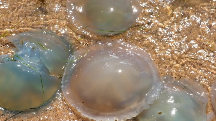 Wave crushing on large jellyfish in slow motion - extreme closeup | Shutterstock HD Video #1042529059