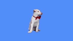 Adorable white puppy sitting pretty wearing a red bow tie in front of a blue screen.