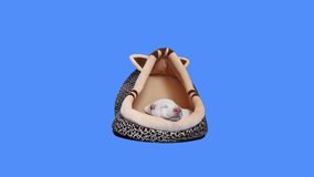 Adorable sleepy white puppy dog falling asleep in a cat bed in front of a blue screen.