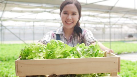 Portrait of young Asia lady farmer holding basket of green oak looking at camera and smile in hydroponics vegetable farm in morning. Agriculture organic for health, Vegan food, Small business concept.