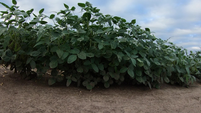 Soybean plant in the cultivated field rustling in the breeze on a cloudy day in rural Nebraska USA