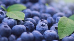 Blueberry background. Ripe and juicy fresh picked blueberries rotate backdrop, closeup. Organic Blue berries with a leaf rotation, macro shot. Vegan sweet food, market. Slow motion 4K UHD video