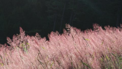 Pink Muhly Grass in wind