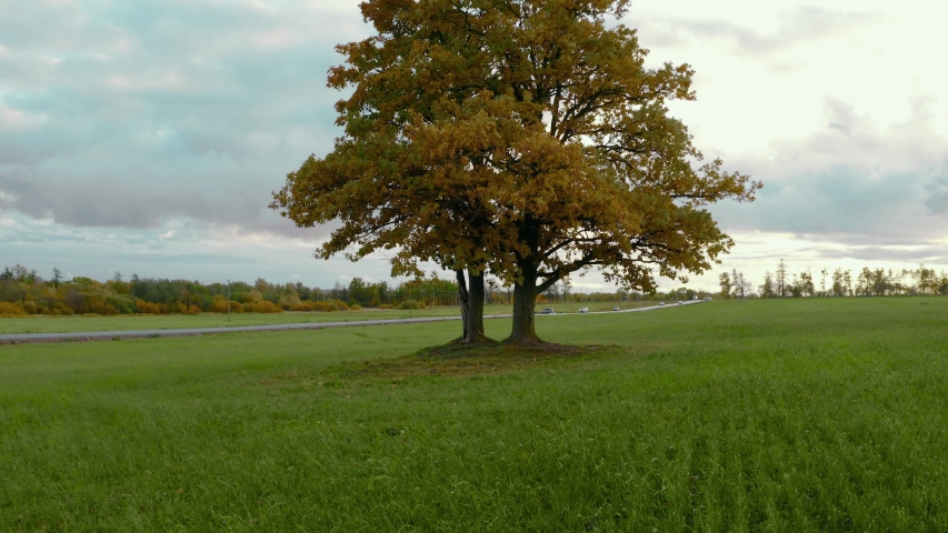 Drone Footage of Scenic Inspirational Landscape with Old Colorful Summer Trees Growing on Meadow. Tree of Life Concept. Shot on 4k UHD Camera.