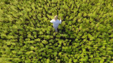 Aerial shot of scientist walking on marijuana field observing CBD hemp plants
Medicinal and recreational marijuana plants cultivation.
